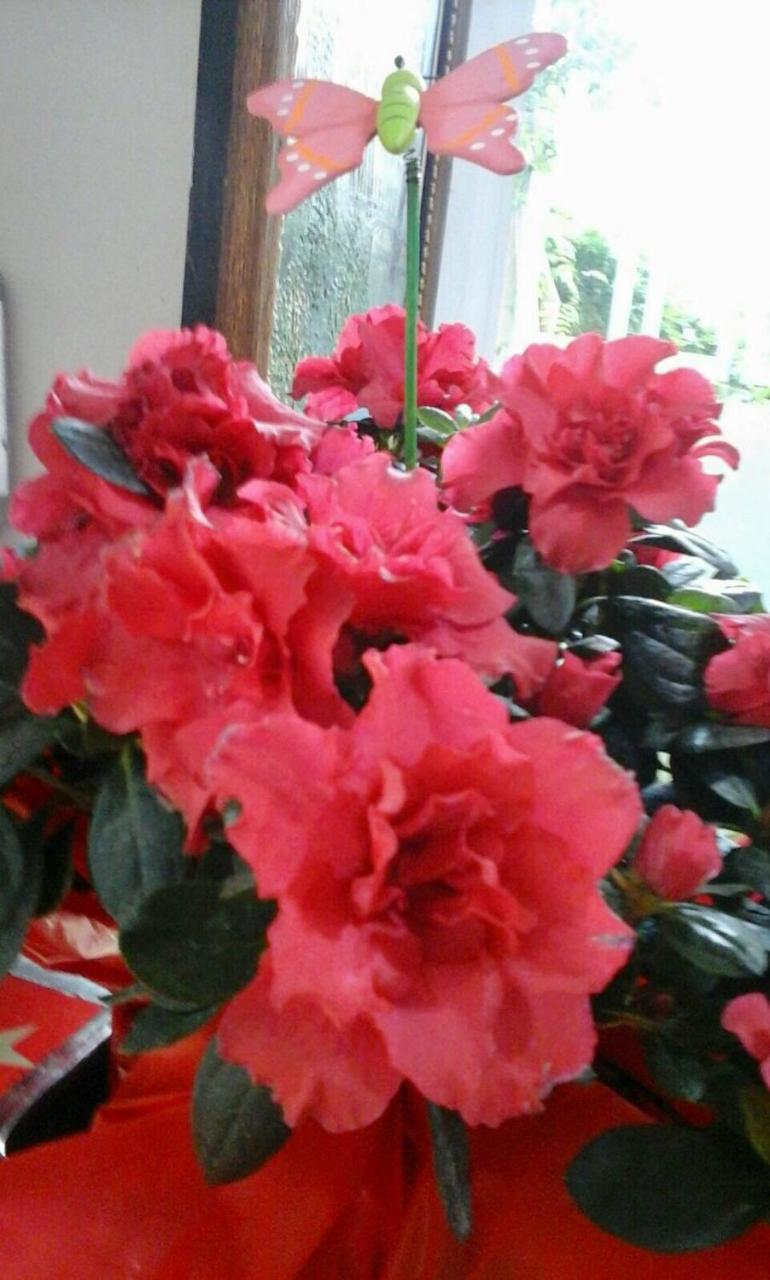 Hostal Alhambra Tarragona